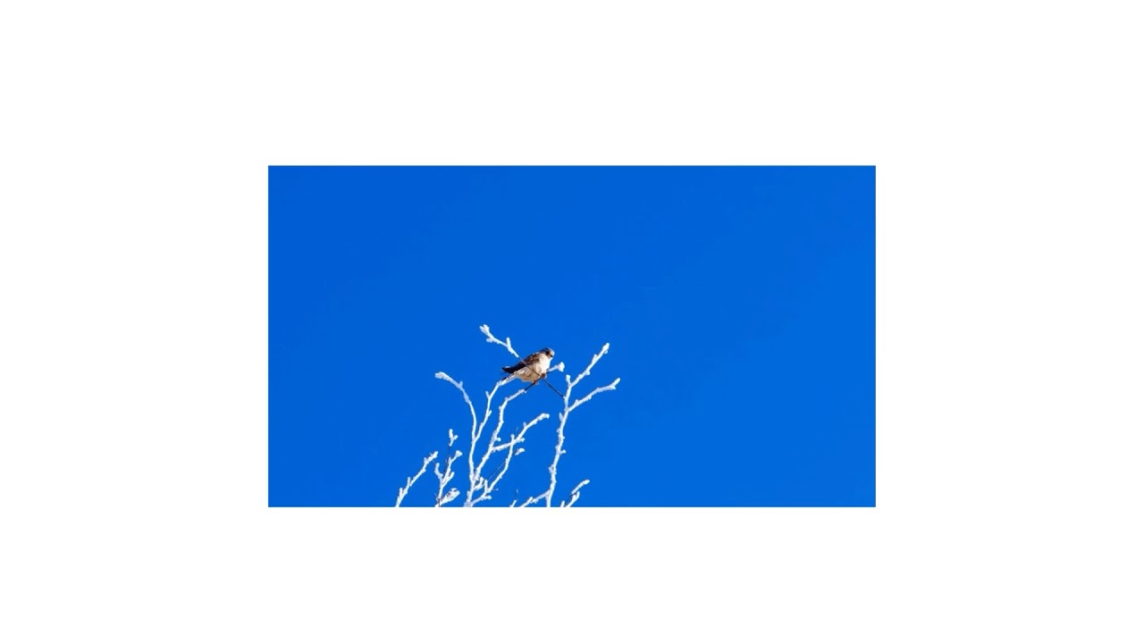 THRMOSHPARTY's tweet card. ハヤブサ(Album Mix) / T.M.P (Official Music Video)
