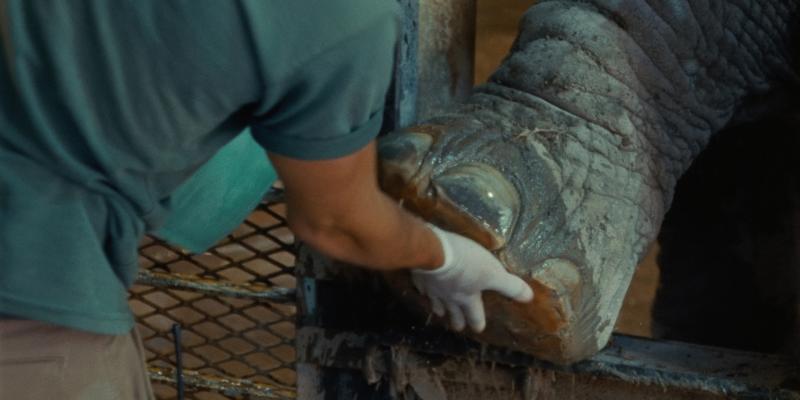 CinemaTropical's tweet card. Observing animals in the zoo is inherently cinematic. Cages become frames presenting creatures that have often been transported from far-off places so that visitors can observe them face-to-face. The...