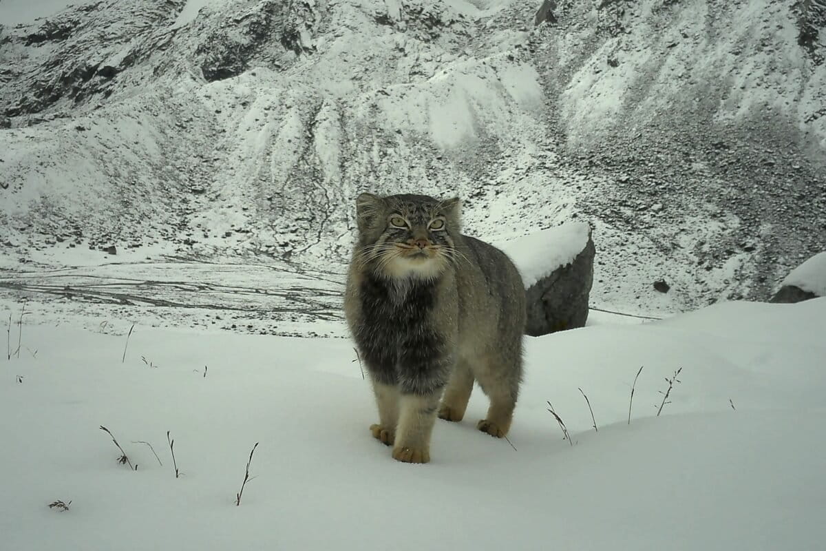 nehaa_sinha's tweet card. The Pallas’s cat (Otocolobus manul), one of the most elusive small cats, was photographed for the first time in Arunachal Pradesh. Its documentation in the northeast Indian state extends the species’...