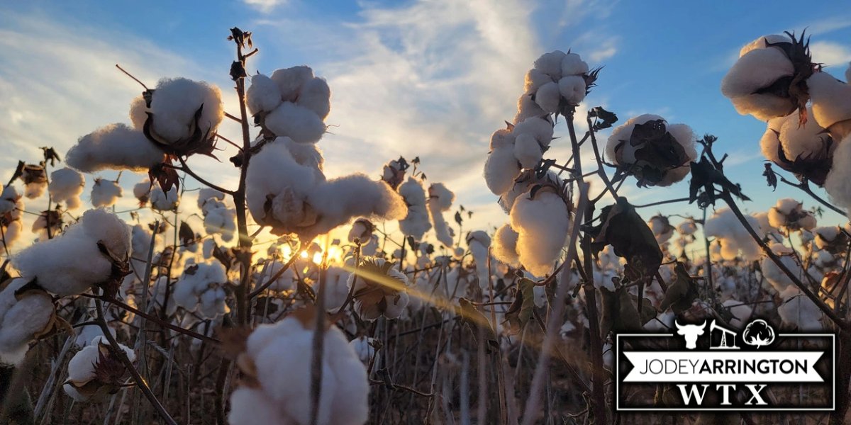 oldtjlea's tweet card. Arrington Urges Trump to Boost WTX Cotton Exports | U.S. Representative Jodey Arrington