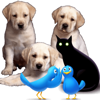 Tweet card summary image