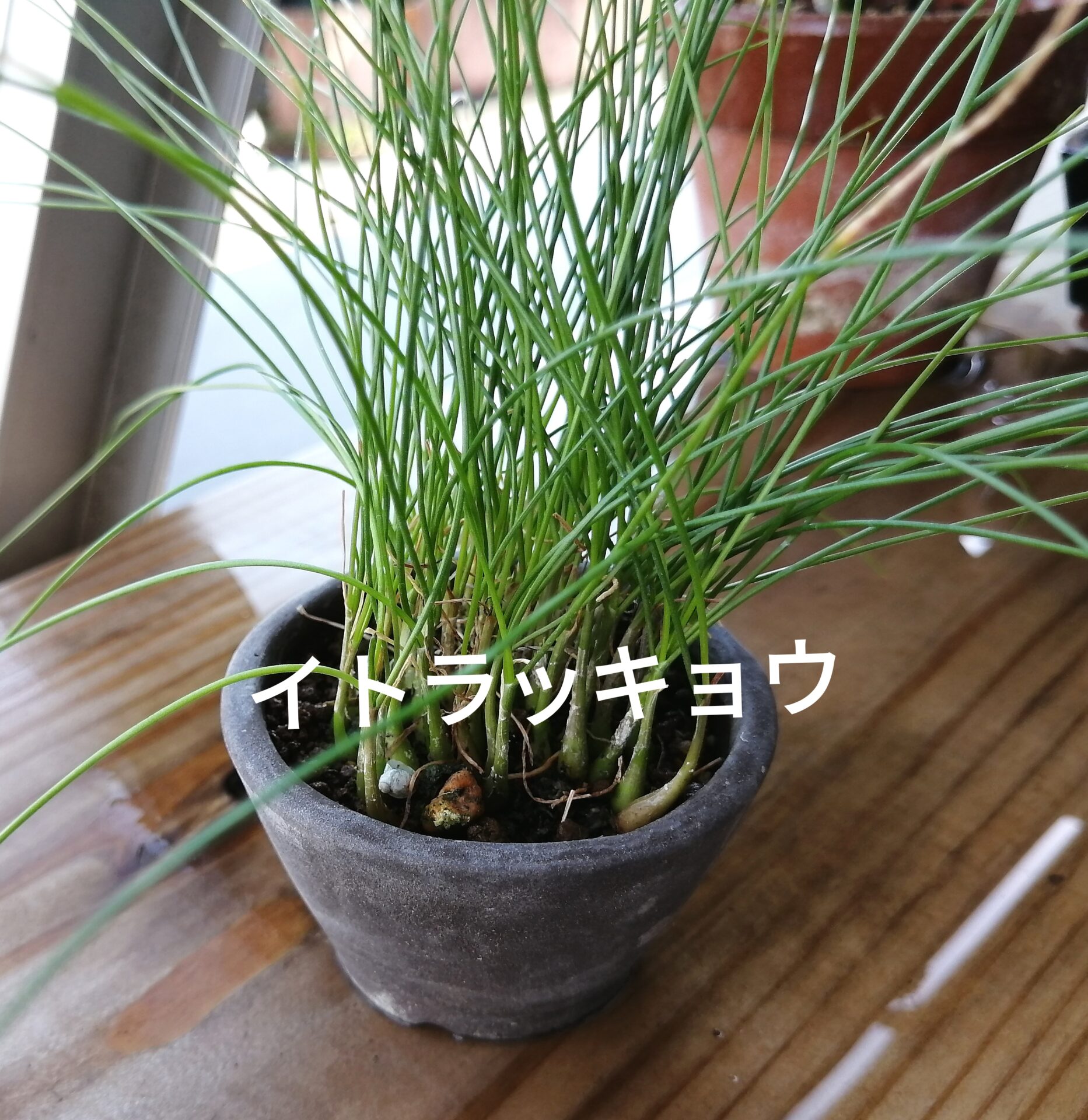 zoukimaple's tweet card. イトラッキョウは多年草の日本固有種です。ユリ科のネギ属で、絶滅危惧種とのこと。枯れ葉のお掃除を決行！とても可愛い葉ですが、長さがあるのでモミジの葉刈りのようにはいきませんが、楽しめました。↑2025.9.24　白花枯れ葉のお掃除をした...