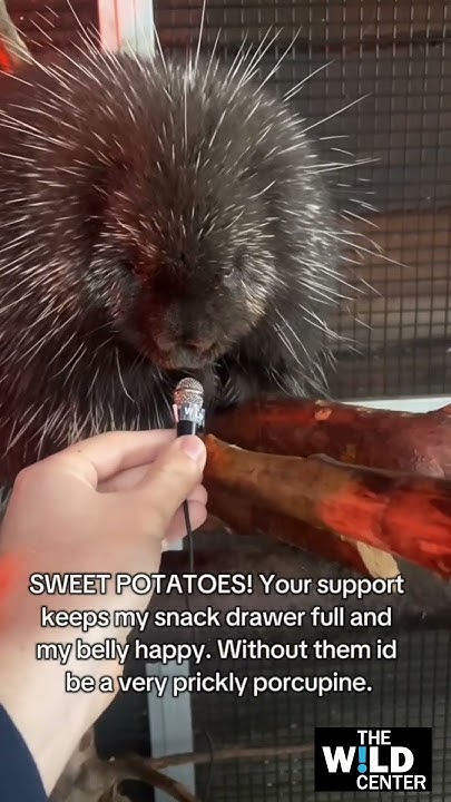WildCenter's tweet card. An end of the year check-in with Wild Center animal ambassadors