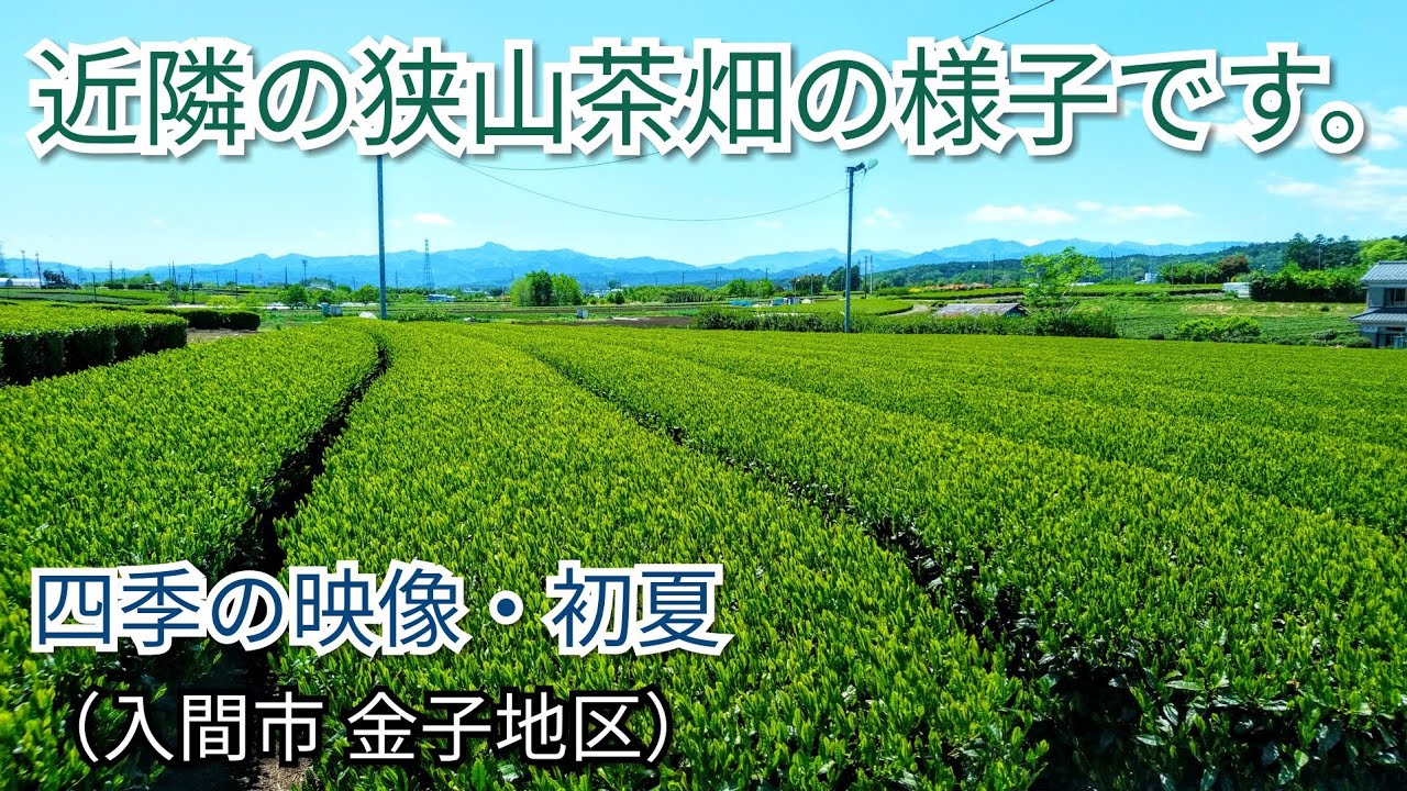 hirosawa1979's tweet card. 【四季の映像・初夏】近隣の狭山茶畑の様子です｡（埼玉県入間市 金子地区）