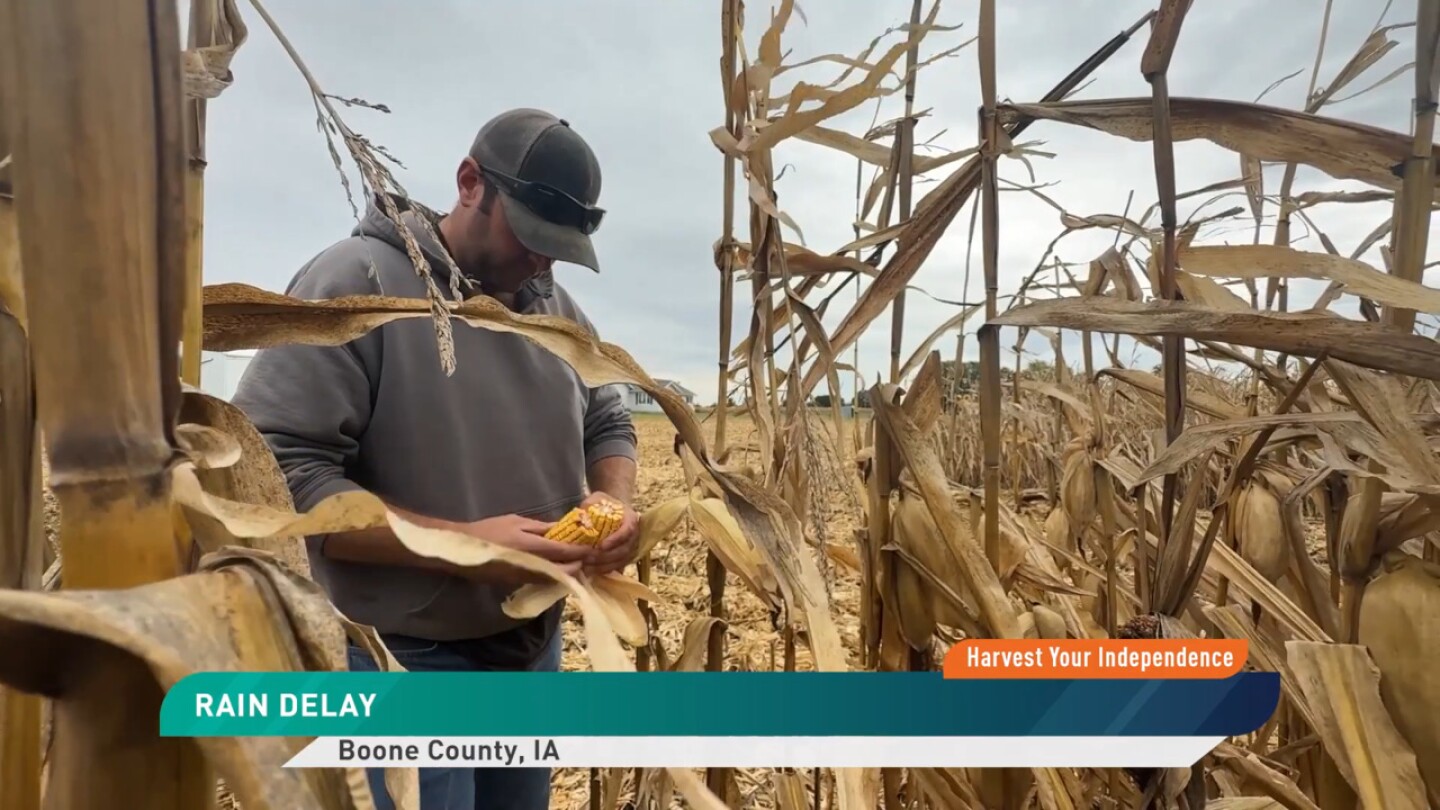 AgWebEditor's tweet card. After a season that started strong and steady, Iowa farmers are facing disappointing corn yields as southern rust and heavy summer rains take a bite out of what could have been record crops.