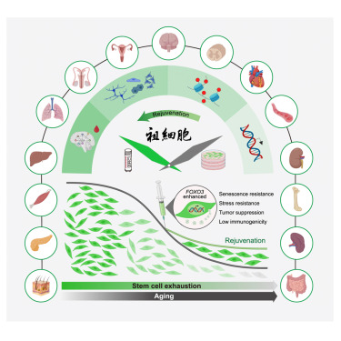 barrybunin's tweet card. Genetically engineered senescence-resistant human mesenchymal progenitor cells can reduce aging markers and improve tissue and cognitive functions in aged macaques, highlighting their potential as a...