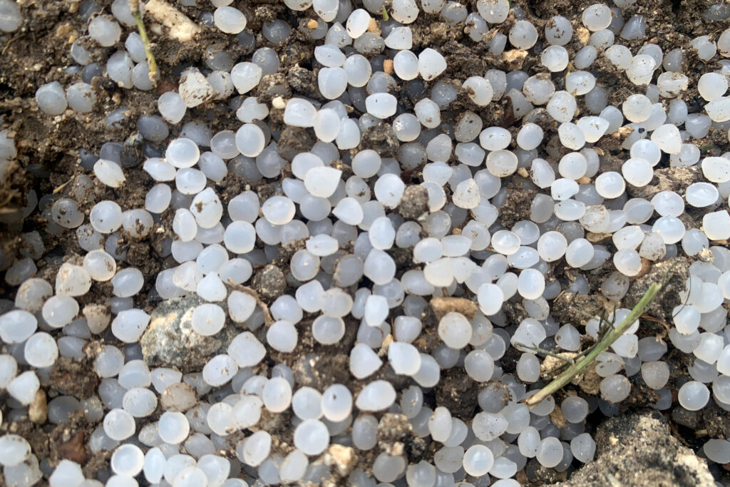 5gyres's tweet card. The International Plastic Pellet Count reveals what volunteers in 29 states and Washington D.C. found.