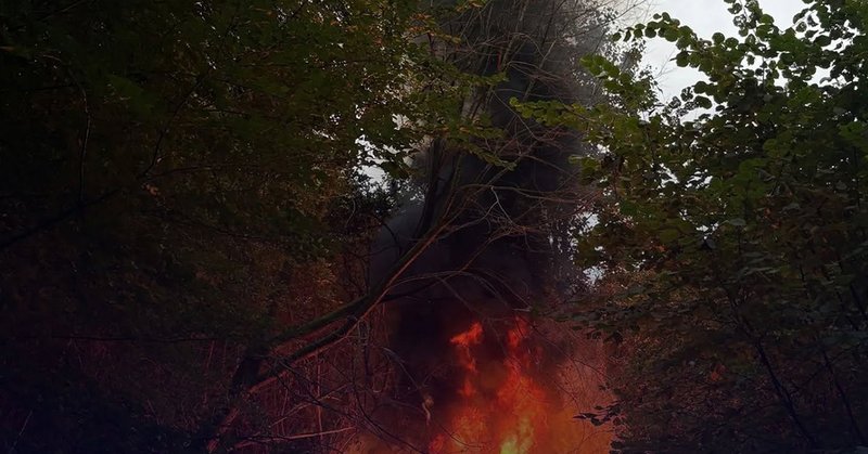 Brandstichting in Beatrixpark vernietigt half miljoen bijen
