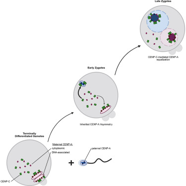 Dev_Cell's tweet card. Mammalian zygotes inherit asymmetric levels of CENP-A between parental centromeres, which are remodeled during the first cell cycle to equalize CENP-A levels prior to zygotic mitosis using maternally...