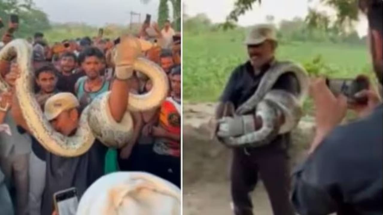 AsianetNewsSN's tweet card. Pythons Deadly Grip: ಹಾವು ಹಿಡಿಯಲು ಬಂದು ಹೆಬ್ಬಾವಿನ ಬಿಗಿ ಹಿಡಿತದಲ್ಲಿ ಬಂಧಿಯಾದ ಉರಗ ರಕ್ಷಕನನ್ನು ಗ್ರಾಮಸ್ಥರೇ ನಂತರ ರಕ್ಷಿಸಿದಂತಹ ಘಟನೆ ಉತ್ತರಪ್ರದೇಶದ ಮುಜಾಫರ್‌ಪುರದಲ್ಲಿ ನಡೆದಿದೆ. ಈ ಘಟನೆಯ ವೀಡಿಯೋ ಈಗ ಸಾಮಾಜಿಕ ಜಾಲತಾಣದಲ್ಲಿ...