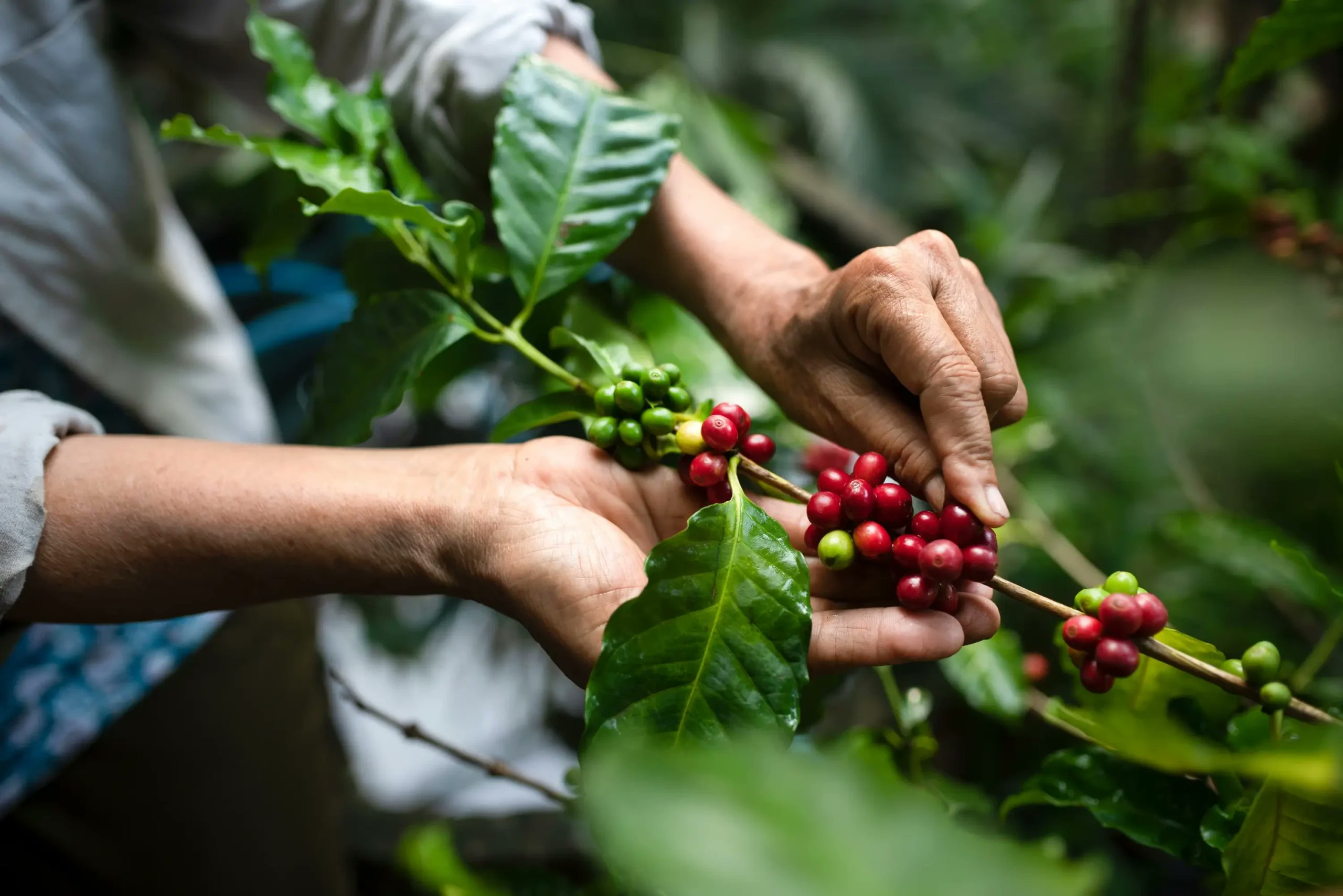 dimitratech's tweet card. Dimitra, a global leader in agricultural technology and sustainability, has entered a strategic partnership with the National Coffee Cooperative Union (NACCU) to implement a nationwide system for...
