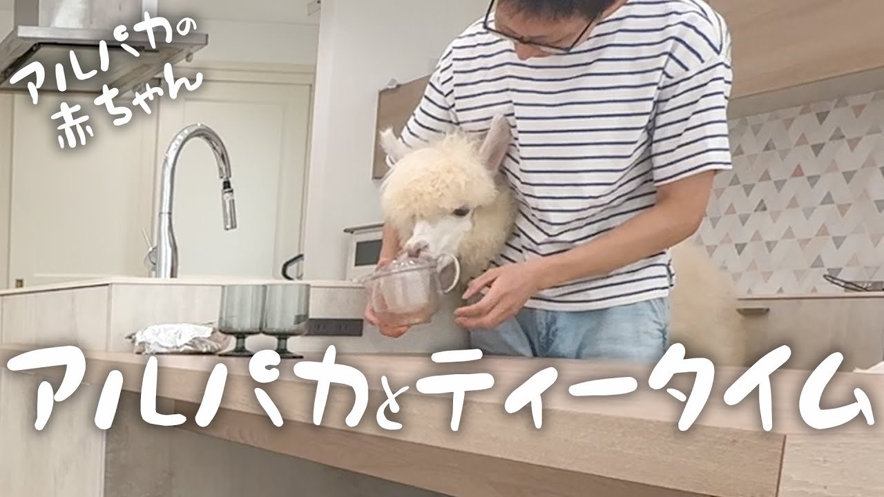 alpacafuwa's tweet card. 家事終わりにアルパカとのティータイムが幸せ過ぎました