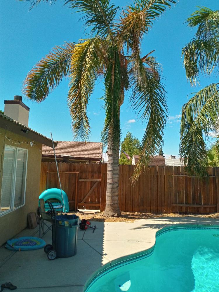 BakersfieldKern's tweet card. Tree service Bakersfield (661) 748-3332 I specialize in tree trimming, skin and trim queen palms, tree removal, and stump grinding.