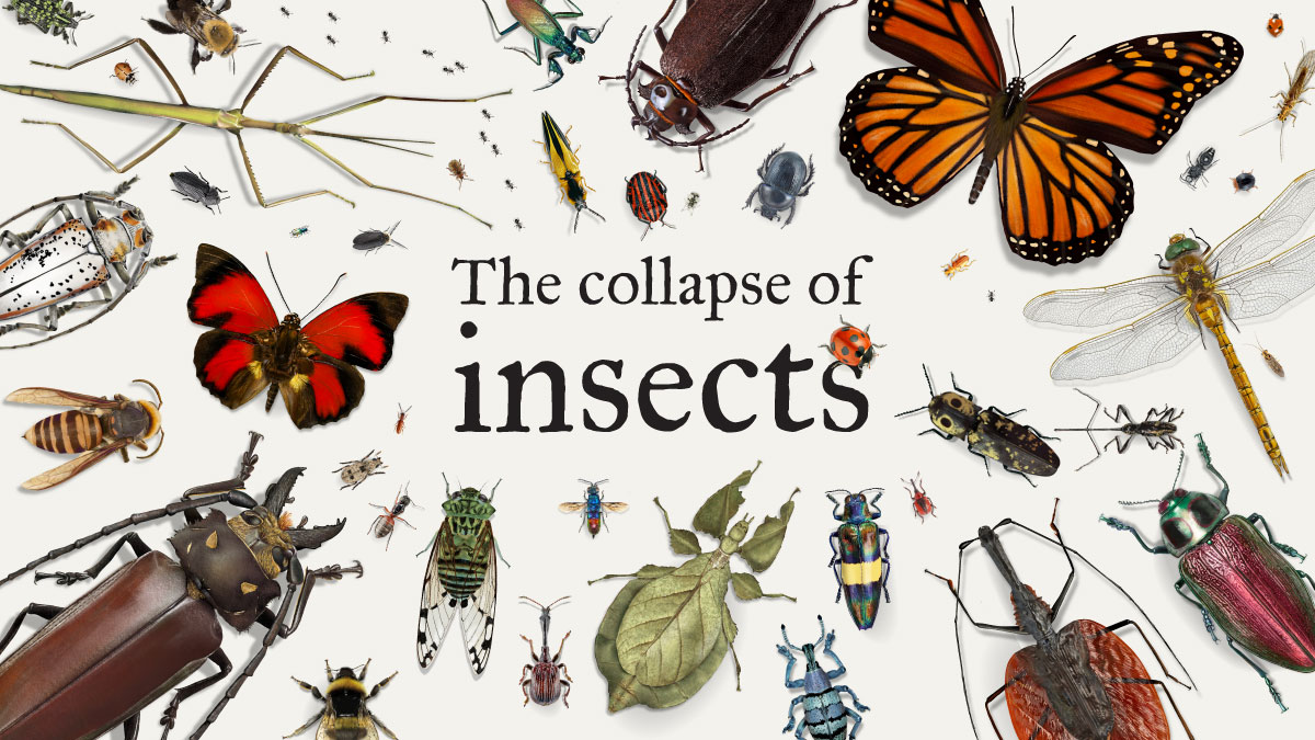 DelphiNor_'s tweet card. The most diverse group of organisms on the planet are in trouble and the consequences could be dire.