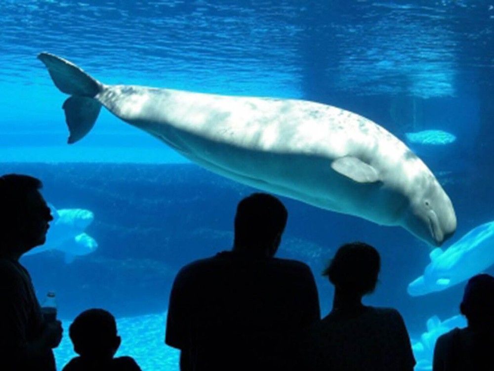 nationalpost's tweet card. Marineland working with government after park said it may have to euthanize whales due to financial...