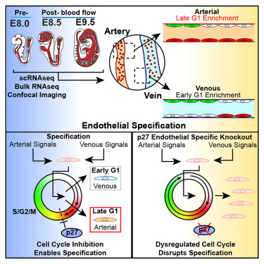 CellReports's tweet card. Aragon et al. show that arterial and venous endothelial cells are enriched in distinct cell cycle states before the onset of blood flow and that this precise cell cycle control is necessary for the...