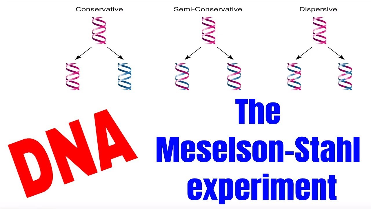 The_Bioway's tweet card. DNA as genetic material: Meselson & Stahl experiment