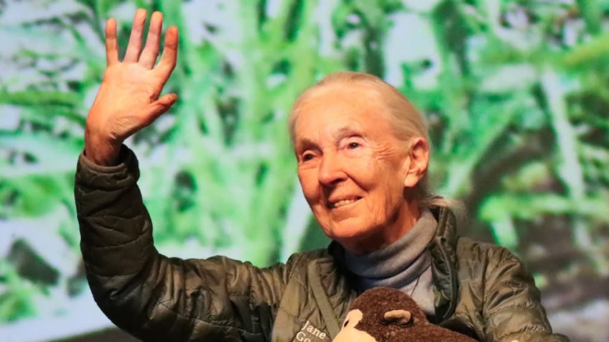 rac1's tweet card. La primatòloga i etòloga britànica Jane Goodall ha mort als 91 anys per causes naturals, segons ha confirmat l'Institut Jane Goodall en un comunicat a les xarxes