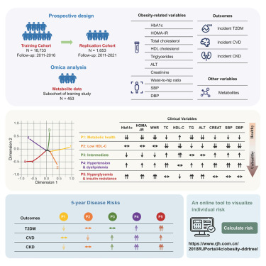 CellRepMed's tweet card. Jia et al. visualize obesity heterogeneity in 18,733 individuals from the 4C study using 10 clinical variables. They identify and validate five distinct metabolic phenotypes, with varying risks of...