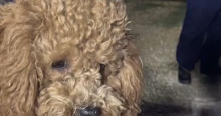 VC_Reporter's tweet card. The caller dialed 911 with an urgent request for the Ventura County Fire Department. A dog with curly brown fur named Finn got into big trouble while chasing a rabbit