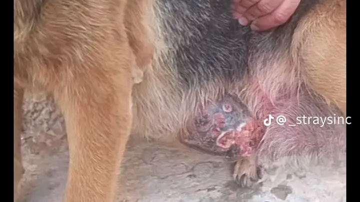 J4L1L_R's tweet card. STRAYS, Inc. is a nonprofit organization dedicated to ending animal cruel… STRAYS Inc needs your support for Support STRAYS, Inc. in Rescuing Morocco's Strays