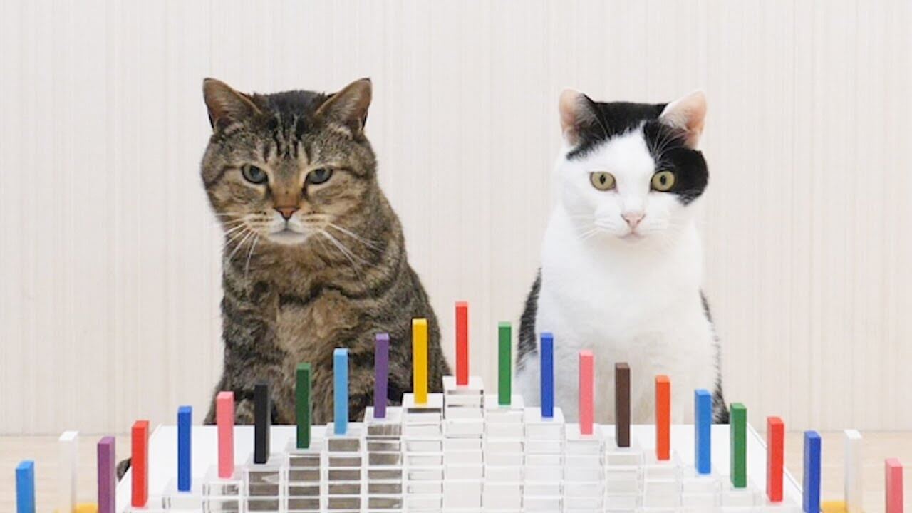universitycatc's tweet card. 今回ご紹介するのはドミノから目が離せない猫ちゃん達です。 猫は動くものに興味を示す習性がありますし、気になって