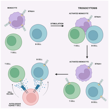 CellReports's tweet card. Billon et al. show that CD3/CD28 stimulation induces BTN2A1 protein expression in immune cells via cell-to-cell contact with myeloid cells, through trogocytosis. This transfer makes lymphocytes more...