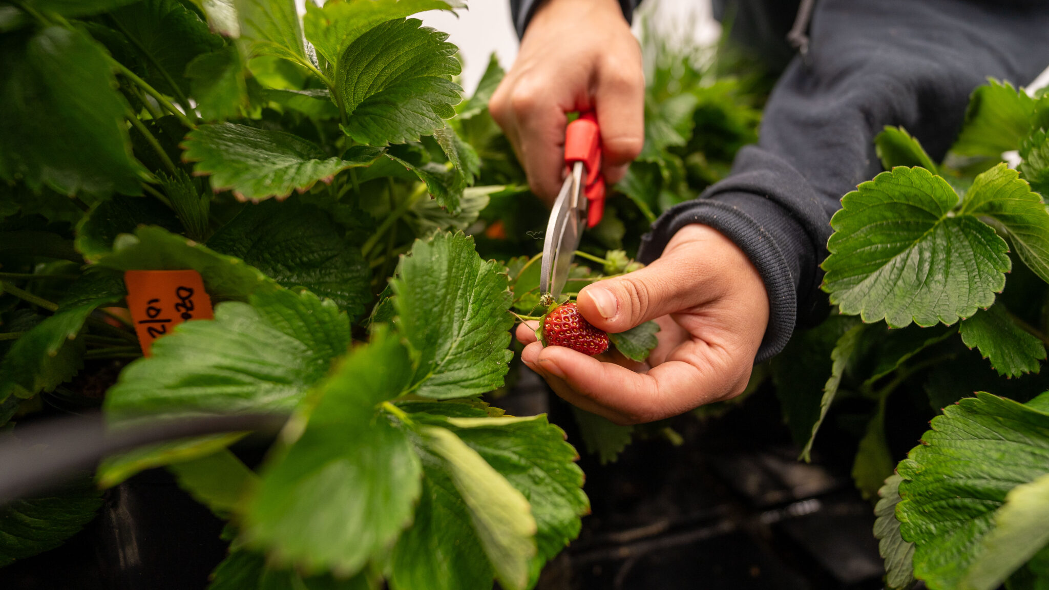 CSUAgSci's tweet card. CSU researchers are examining how to best grow food indoors through controlled environment agriculture.