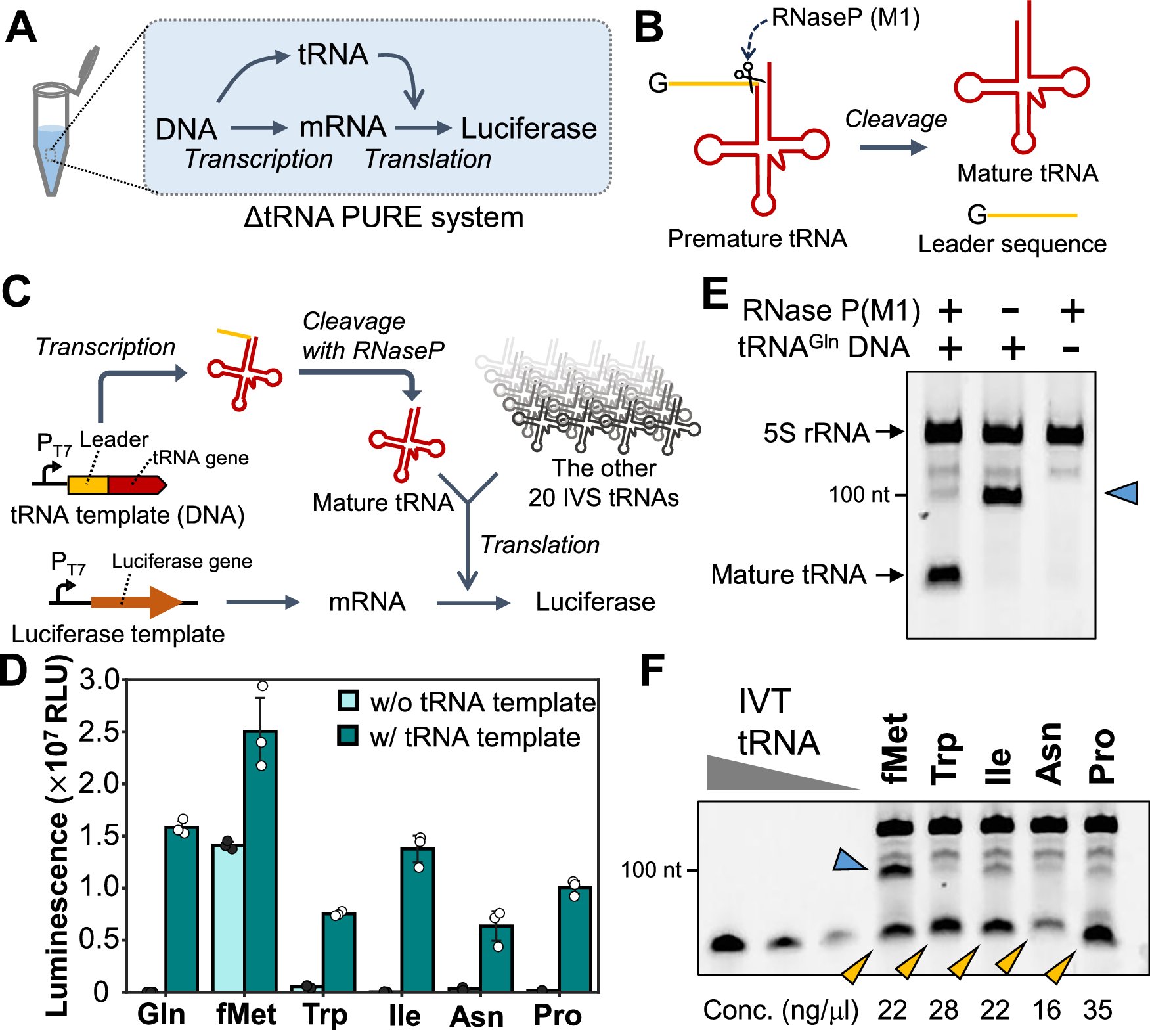 matthschwa's tweet card. Nature Communications - tRNAs are essential for translating genetic information into proteins. Here, the authors develop a method to synthesize all 21 essential tRNAs from a single DNA in vitro,...