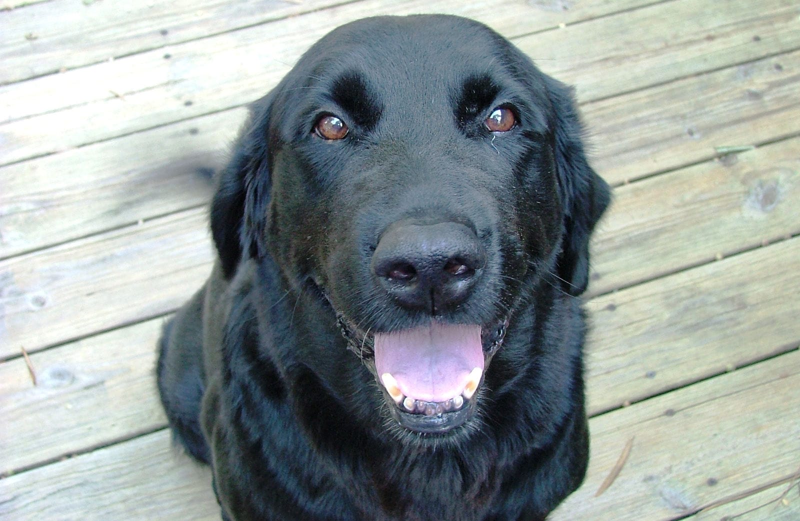 OneGreenPlanet's tweet card. Witness the heartwarming video of a dog who adores his bottomless red bucket more than anything, capturing pure joy and love in every moment!