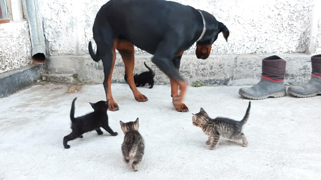 universitycatc's tweet card. ワンコと子猫たちが家から外に出てくつろいでいます。子猫たちは全員がかわいい短い尻尾をまっすぐに立ててワンコに近