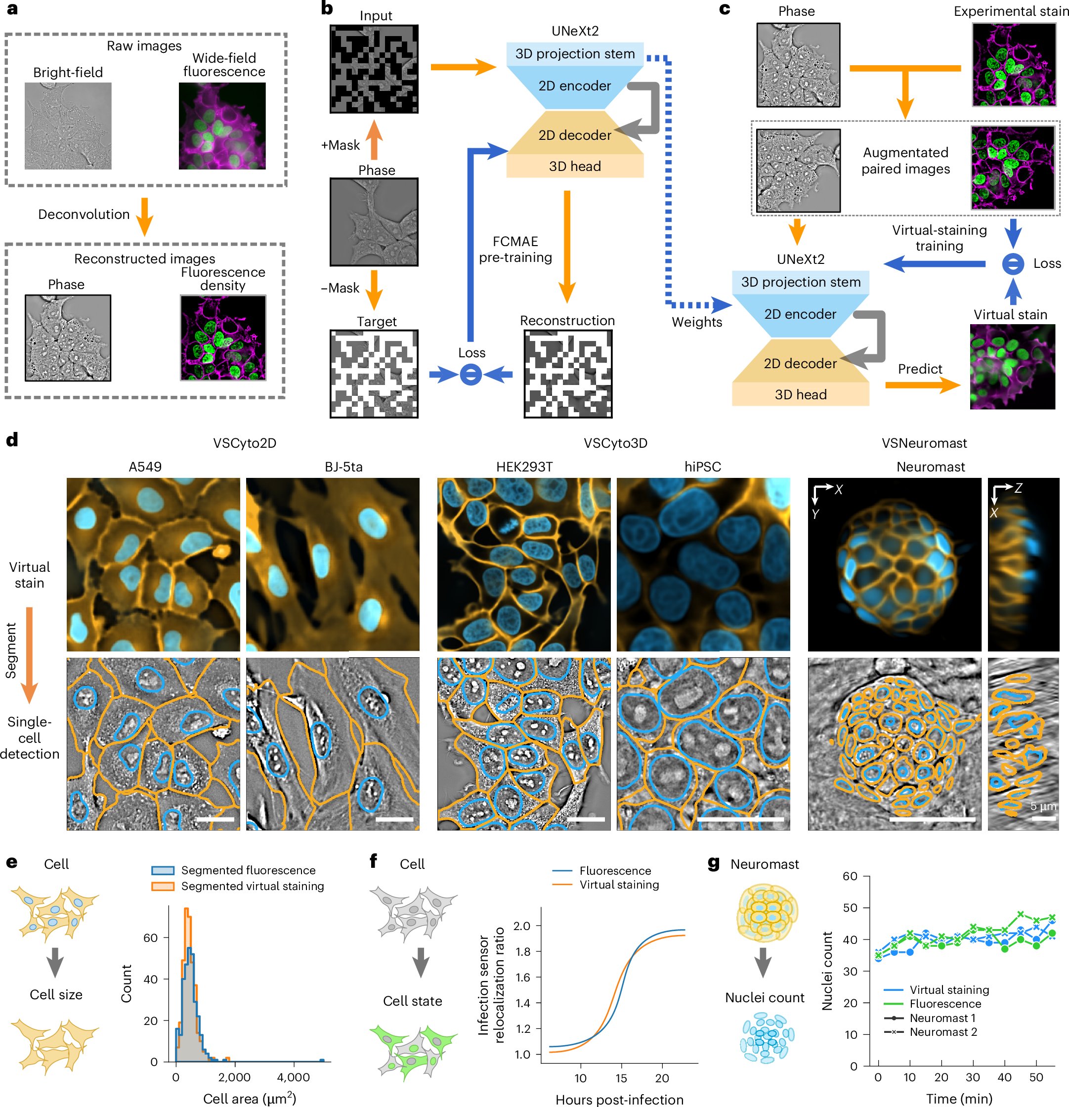 czbiohub's tweet card. Nature Machine Intelligence - Ziwen Liu et al. report Cytoland, an approach to train robust models to virtually stain landmark organelles of cells and address the generalization gap of current...