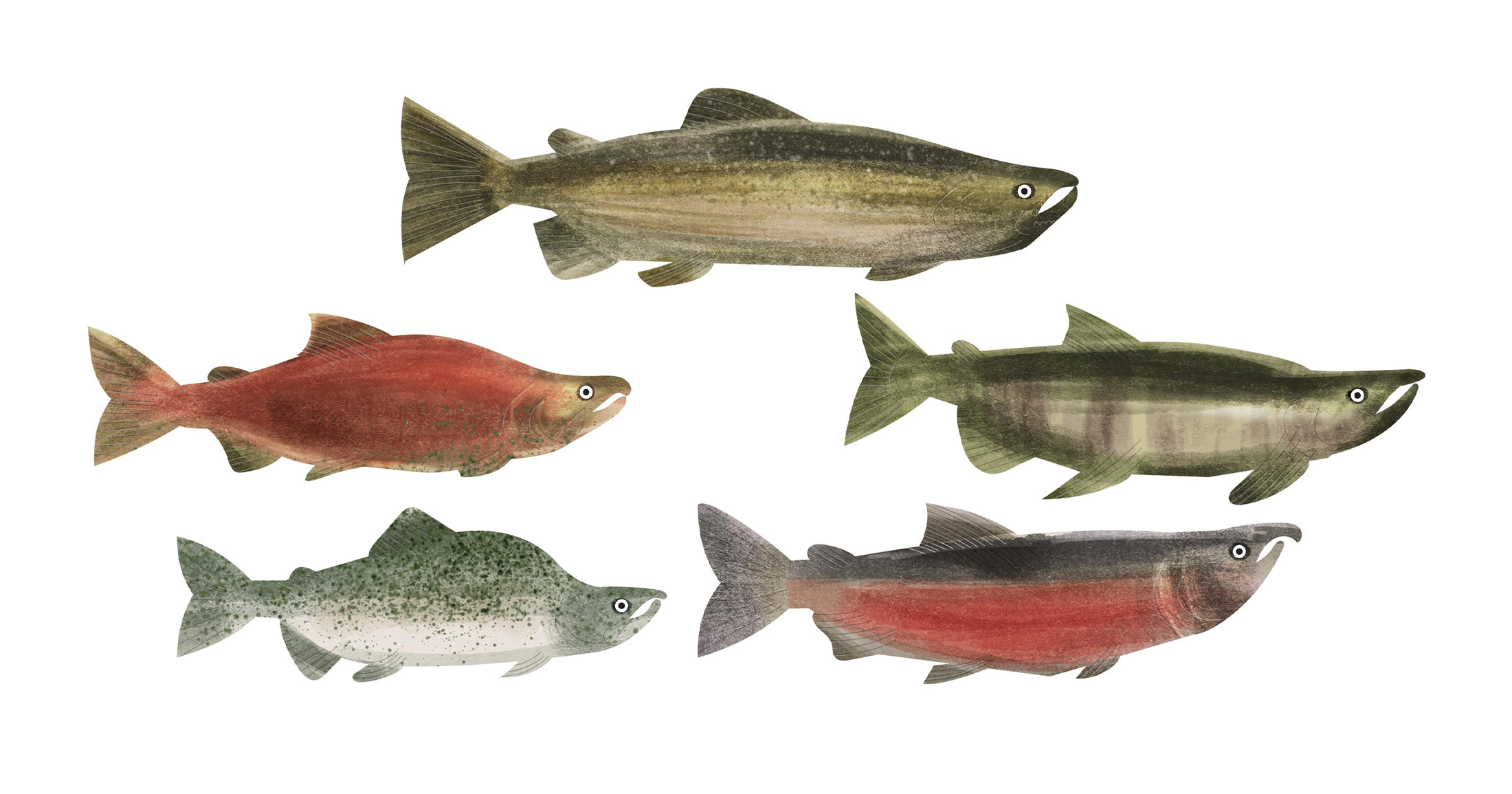 Raincoast's tweet card. In celebration of Wild Salmon Day, we identify some of the threats facing these fish in BC.
