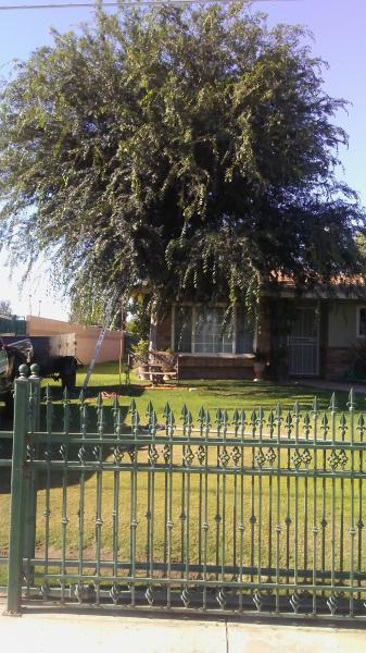 BakersfieldKern's tweet card. Tree service Bakersfield (661) 748-3332 I specialize in tree trimming, skin and trim queen palms, tree removal, and stump grinding.