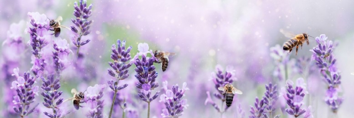 UKBeeLife's tweet card. A bee garden is key to helping important pollinators thrive. Learn how to make your haven for bees with this helpful guide from Bee Life.