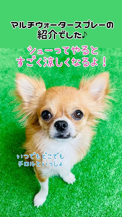 kazuire92's tweet card. マルチウォータースプレーの紹介です！#チワワ　#お散歩 #子犬　https://youtube.com/shorts/yaYyld2s...