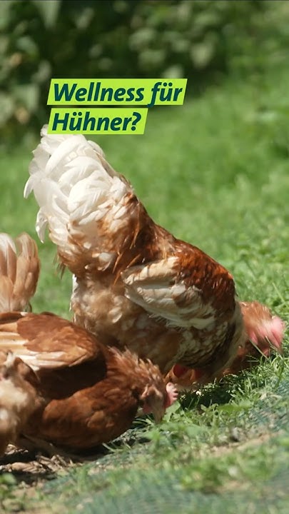 ThomasS20284970's tweet card. Hennen in der Mauser #shorts #unserland #faming