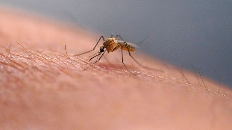 oldgreytechie's tweet card. Dengue-carrying tiger mosquitoes are now established in 13 European countries, with warnings they could make their home in more places due to climate change.