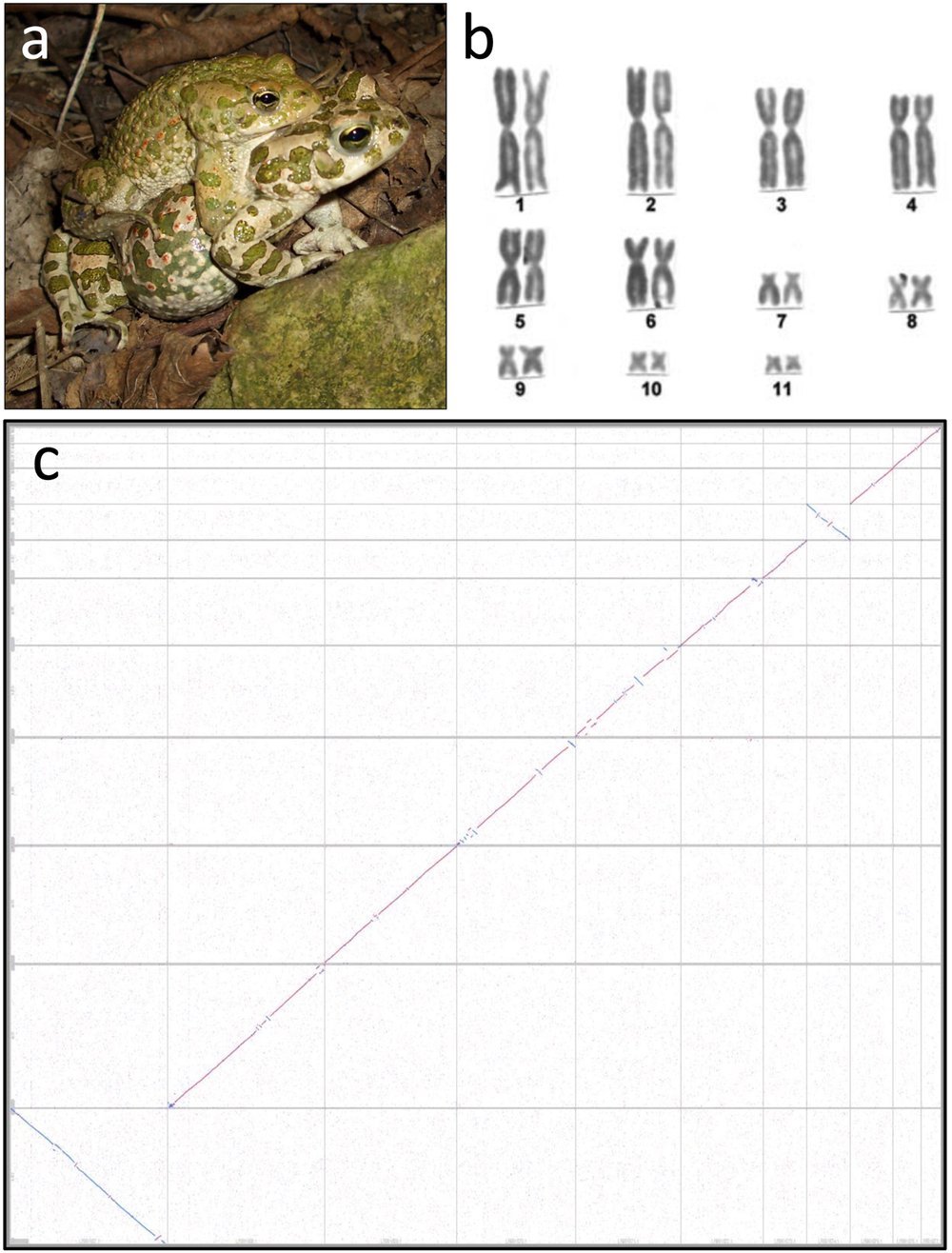 dbswcw's tweet card. Nature Communications - Genetic mechanisms of sex determination are still unknown in most amphibians. This study elucidates a mechanism behind amphibian sex determination by uncovering a...