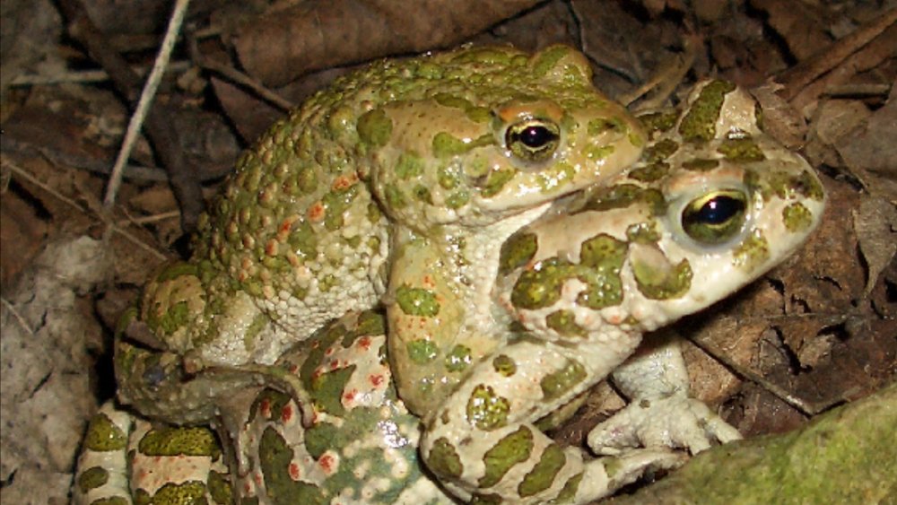 LeibnizIGB's tweet card. Gene code of the European green toad reveals a sex determination locus