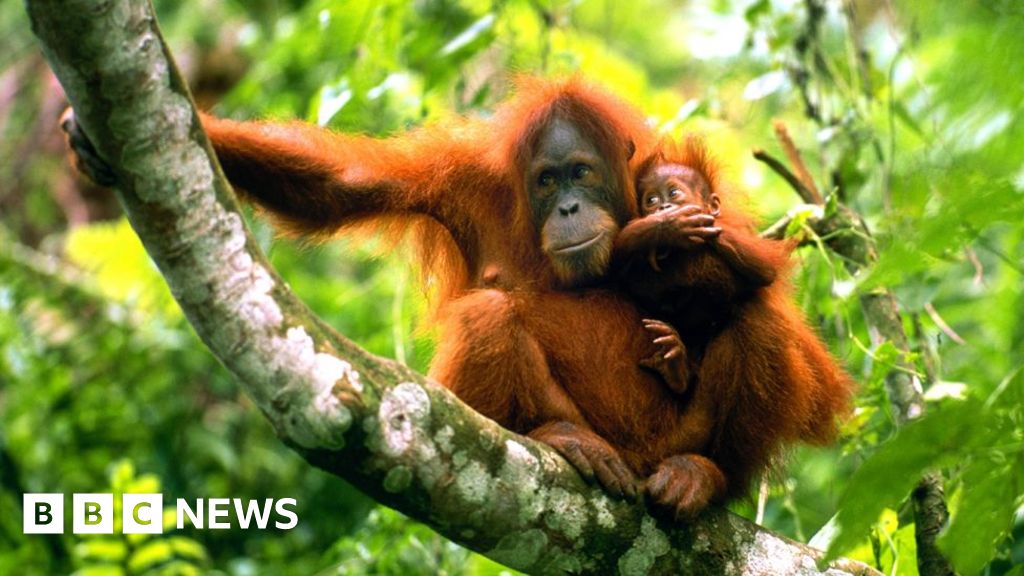 BBCWorld's tweet card. Global wildlife populations have shrunk by an average of 73% in the past 50 years, data shows.