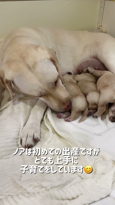 JGDA_GuideDog's tweet card. 盲導犬繁殖犬ノアが出産しました！#盲導犬 #親子だより