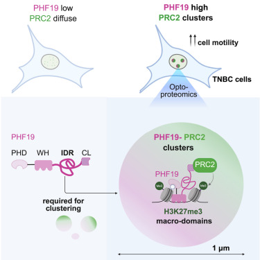 CellReports's tweet card. Pelzer et al. identify PHF19 to nucleate endogenous, micron-sized PRC2 clusters in triple-negative breast cancer cells, organizing local H3K27me3 macro-domains and promoting cell motility. This work...