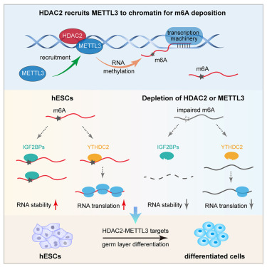 CellReports's tweet card. Yang et al. reported that HDAC2 interacts with METTL3, recruits it to chromatin, mediates RNA m6A modification, and regulates stem cell lineage differentiation. This study identified HDAC2 as a new...