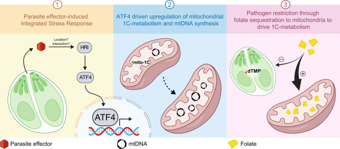 cellhostmicrobe's tweet card. In a recent Science paper, Medeiros et al. describe how infected cells use mitochondria as metabolic guardians, outcompeting Toxoplasma parasites for folate, an essential vitamin for DNA synthesis....