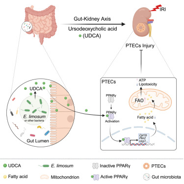 CellRepMed's tweet card. Xie et al. present that Eubacterium limosum, a gut symbiont, releases ursodeoxycholic acid to suppress renal IRI progression. This metabolite promotes PPARγ activity and increases fatty acid oxidat...