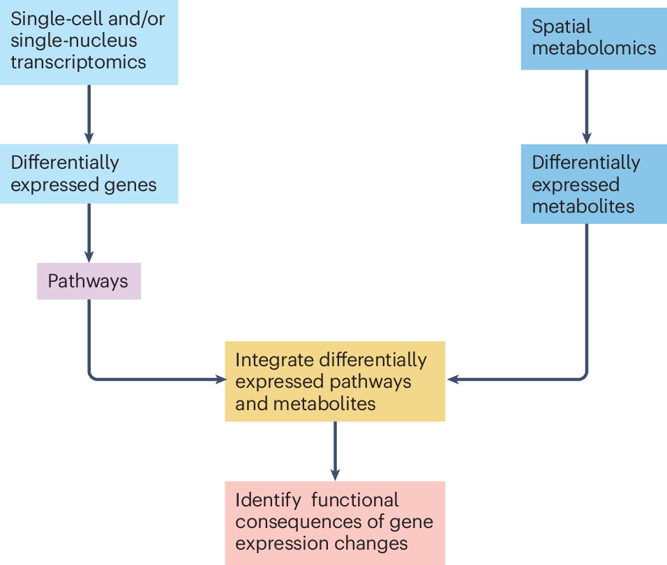 NatRevNeph's tweet card. Nature Reviews Nephrology - Here, the authors discuss how spatial metabolomics could contribute to better understanding of cellular mechanisms in kidney health and disease, as well as the discovery...