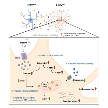 CellReports's tweet card. Chang et al. identified inosine as a key fuel for reactive astrocytes and showed that Ent2 controls inosine efflux to maintain astrocytic energy balance. Loss of Ent2 elevates astrocyte reactivity in...