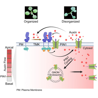 Dev_Cell's tweet card. Huang et al. report that auxin drives the assembly of its cell-surface receptors, TMKs, with efflux carrier PIN1 at the plasma membrane, creating a self-organizing module. This receptor-transporter...