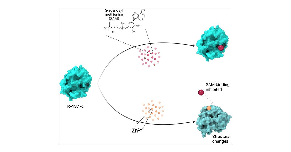Saran240478's tweet card. Zinc is a cofactor for enzymes involved in DNA replication, peptidoglycan hydrolysis, and pH maintenance, in addition to the transfer of the methyl group to thiols. Here, we discovered a new role of...